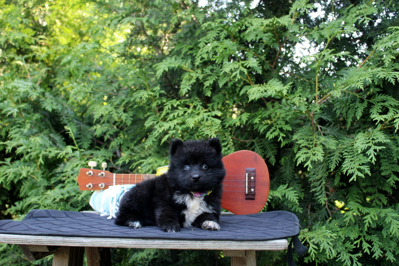 puppy, for, sale, Pomsky, Matthew B. Stoltzfus, dog, breeder, Gap, PA, dog-breeder, puppy-for-sale, forsale, nearby, find, puppyfind, locator, puppylocator, aca